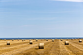 Bales of hay on field