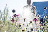 man watering flowers in garden