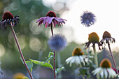 Flowers, close-up