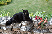 Katze auf Steinmauer