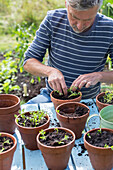 Man planting seedlings in pots