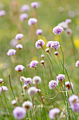 Pink wildflowers