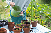 Woman watering plants in pots