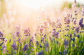 Lavender field