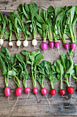 Colorful radish in row