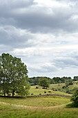 Landschaft mit grasenden Kühen