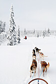 Siberian Huskies pulling sleigh