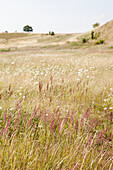 Grassy meadow