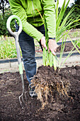 Woman holding dig out plant