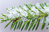 Snow on spruce needles