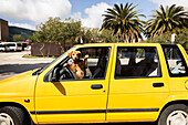 Dog looking through car window