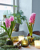 Flowering hyacinths in pots