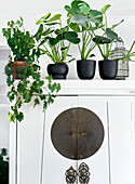 Potted plants on white cupboard