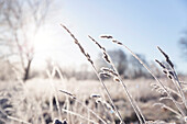 Frost on grass