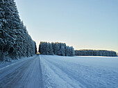 Country road with forest and field in winter