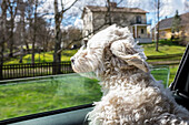 Hund schaut durch Autofenster