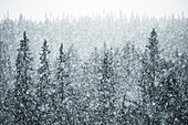 Ansicht eines Waldes während eines Schneesturms in luftiger Höhe
