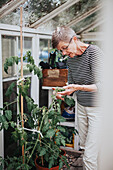 Senior woman looking at tomato plant in greenhouse