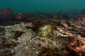 Rubbish on seabed