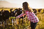 Mädchen füttert Kühe mit Gras