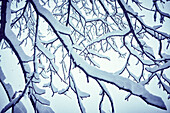 Snowcapped tree branches