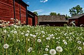 Dandelions on meadow