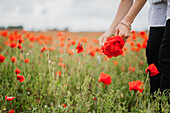 Frau pflückt Mohn