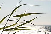 Grass, close-up