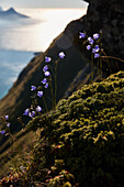 Flowers on the mountainside