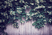 Ivy plant growing on wooden fence