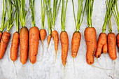 Row of carrots