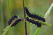 Caterpillars on plant