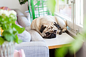 Pug dog lying on chair