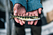 Junge hält kleinen Fisch