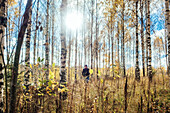 Birch forest, person on background