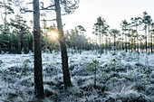 Winter forest