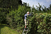 Man cutting hedge