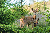 Two deer in forest