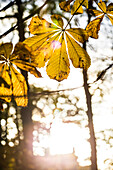 Yellow autumn leaves in sunlight