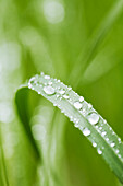 Droplets on grass