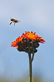Bee above wildflower