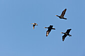 Fliegende Vögel gegen blauen Himmel