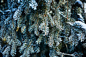 Spruce tree, close-up
