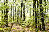 View of spring forest