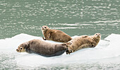 Seals on ice floe