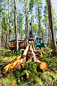 Loading logs in forest