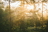 Blick auf den Wald