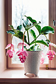 Flowering potted plant