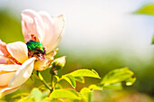 Beetle on rose flower