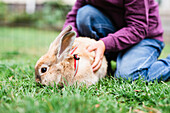 Rabbit on grass